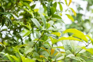 Osmanthus fragrans