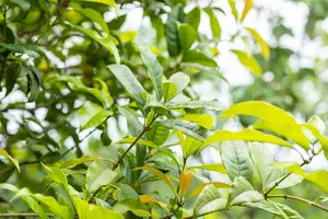 Osmanthus fragrans aurantiacus