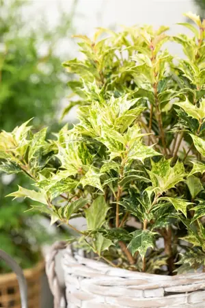 Osmanthus heter. 'Goshiki' - 2 Ltr pot - image 2