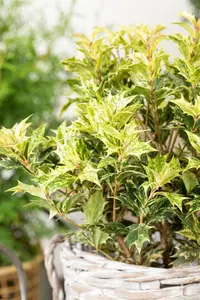 Osmanthus heter. 'Goshiki' - 30-40 CM C10 - image 2