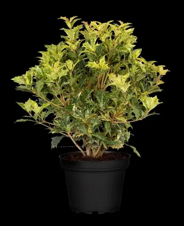 Osmanthus heter. 'Goshiki' - 2 Ltr pot - image 4