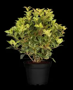 Osmanthus heter. 'Goshiki' - 2 Ltr pot - image 4