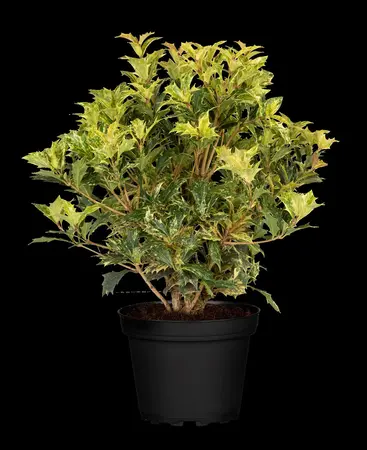Osmanthus heter. 'Goshiki' - 30-40 CM C10 - image 4
