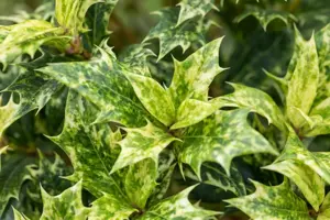 Osmanthus heter. 'Goshiki' - 2 Ltr pot - image 3
