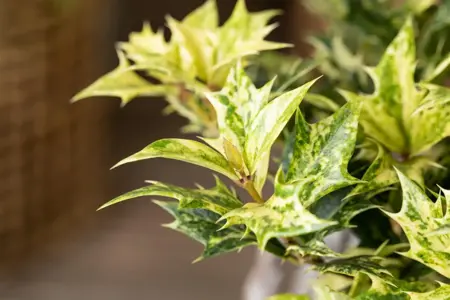 Osmanthus heter. 'Goshiki' - 2 Ltr pot - image 5