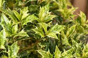 Osmanthus heter. 'Goshiki' - 40 CM BALL C12 - image 5