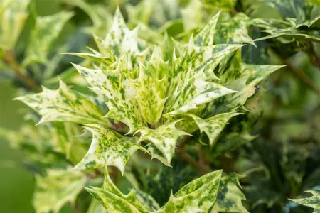Osmanthus heter. 'Goshiki' - 5 Ltr pot - image 1