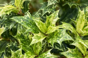 Osmanthus heter. 'Goshiki' - 5 Ltr pot - image 3