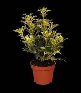 OSMANTHUS HETEROPHYLLUS