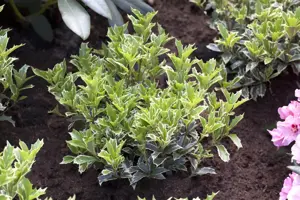 Osmanthus heterophyllus - P9 - image 5