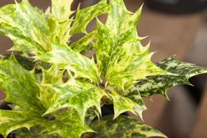 Osmanthus heterophyllus - 7.5 Ltr pot - image 3