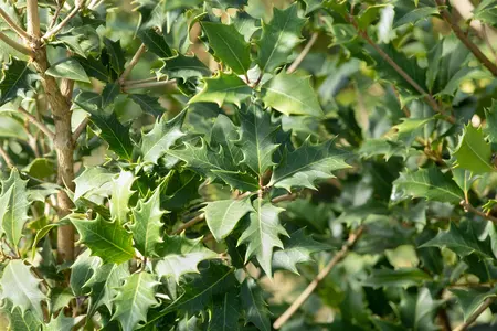 Osmanthus heterophyllus - 7.5 Ltr pot - image 4