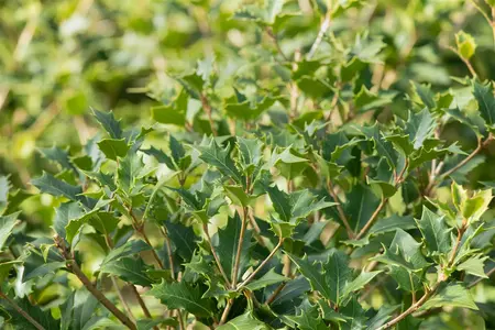 Osmanthus heterophyllus - 25-30 CM C2 - image 5
