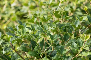 Osmanthus heterophyllus - 25-30 CM C2 - image 5