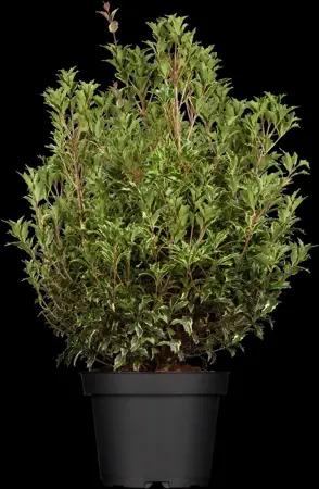 Osmanthus heterophyllus - BALL 90-100 CM RB - image 4