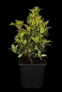 Osmanthus heterophyllus 'Ogon' - 20-25 CM C2 - image 2