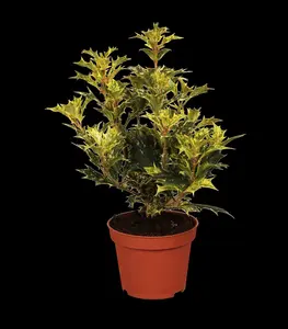 Osmanthus heterophyllus 'Ogon'
