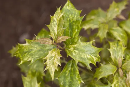 Osmanthus heterophyllus 'Ogon' - 20-25 CM C2 - image 3