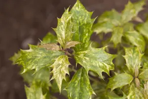 Osmanthus heterophyllus 'Ogon' - 20-25 CM C2 - image 3