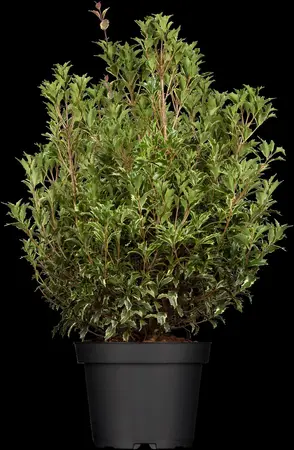 Osmanthus heterophyllus 'Ogon' - 20-25 CM C2 - image 4