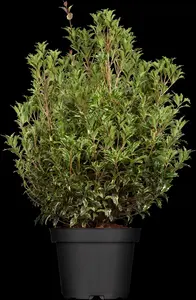 Osmanthus heterophyllus 'Ogon' - 20-25 CM C2 - image 4