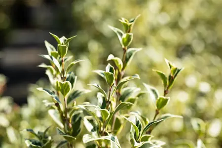 Osmanthus heterophyllus 'Variegatus' - 2 Ltr pot - image 3