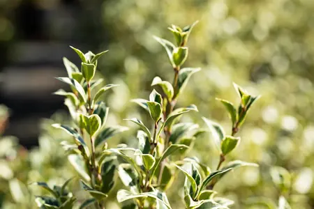 Osmanthus heter. 'Variegatus' - 3 Ltr pot - image 2