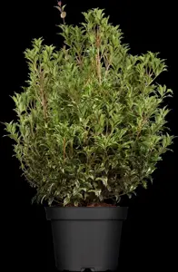 Osmanthus heterophyllus 'Variegatus'