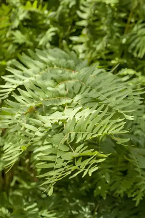 Osmunda regalis - 1.5 Ltr pot - image 2