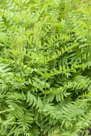 Osmunda regalis - 1.5 Ltr pot - image 3