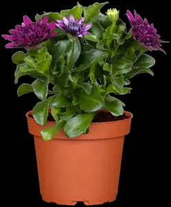 OSTEOSPERMUM 6*9cm - image 5
