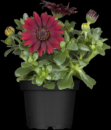 OSTEOSPERMUM 6*9cm - image 4