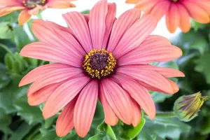 OSTEOSPERMUM 6*9cm - image 2