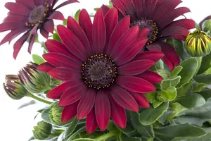 OSTEOSPERMUM 6*9cm - image 3