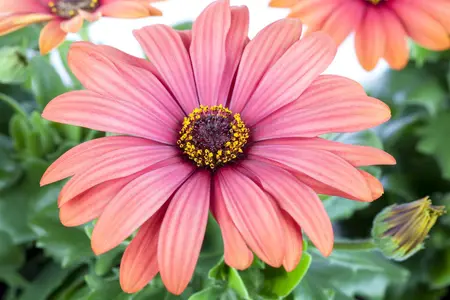 OSTEOSPERMUM 1L - image 2