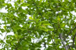 Ostrya carpinifolia - Plug/Celgrown - image 2