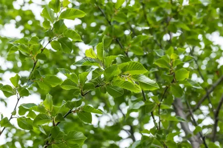 Ostrya carpinifolia - 125-150 CM C20 - image 2