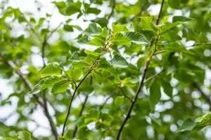 Ostrya carpinifolia - 125-150 CM C20 - image 3