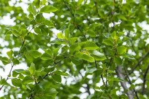 Ostrya carpinifolia - MULTISTEM 250-300 CM C90 - image 2