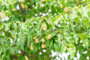 Ostrya carpinifolia - STD 18-20 CM CONT - image 5