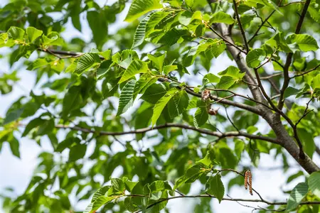 Ostrya carpinifolia - 200-250 CM C5 WHIP - image 1