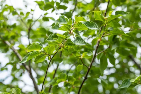 Ostrya carpinifolia - 200-250 CM C5 WHIP - image 3