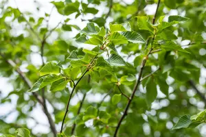 Ostrya carpinifolia - 200-250 CM C5 WHIP - image 3