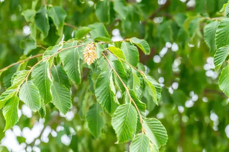 Ostrya carpinifolia - 200-250 CM C5 WHIP - image 4