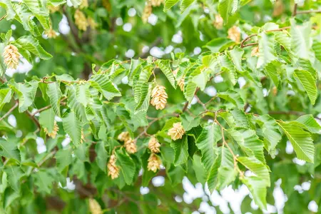 Ostrya carpinifolia - MULTISTEM 150-175 CM RB - image 5