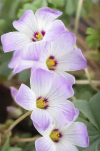 Oxalis adenophylla