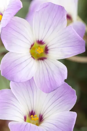 Oxalis adenophylla - P9 - image 2