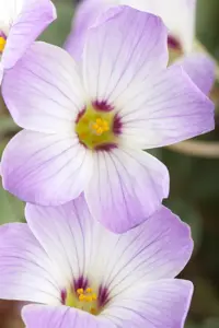 Oxalis adenophylla - P9 - image 2