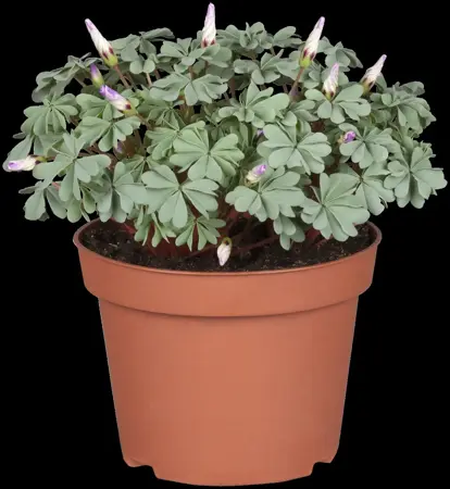 Oxalis adenophylla - P9 - image 3