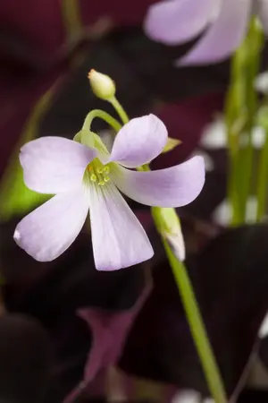Oxalis triangularis(green) - flower bulb - image 2